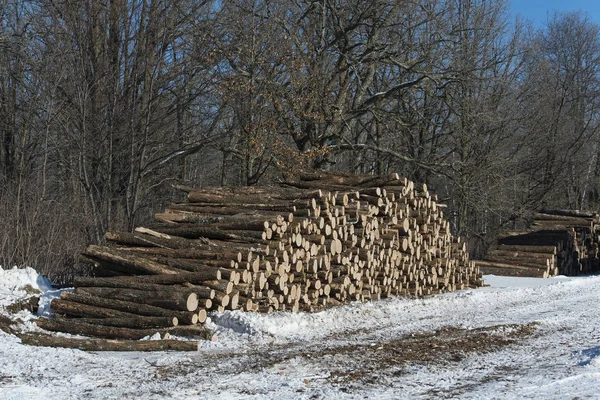 Protokolování Duby Centrální Minnesota Forest — Stock fotografie