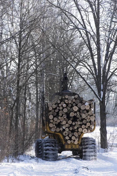 Вырубка Дубов Центральном Лесу Миннесоты — стоковое фото