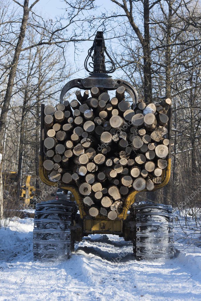 Logging Oak Trees Central Minnesota Forest — Stock Photo © schlag