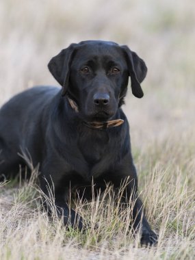 Çim döşeme siyah Labrador Retreiver av köpeği