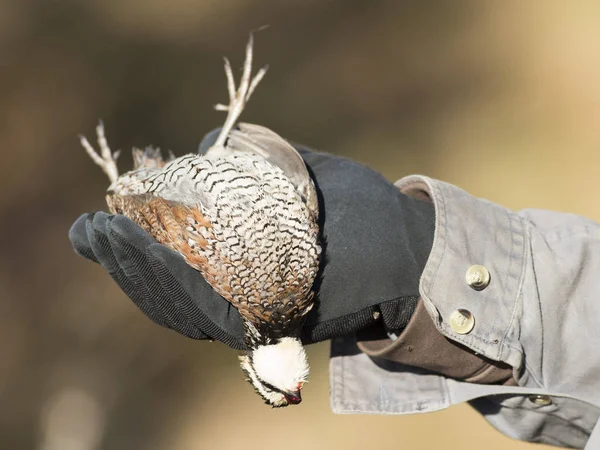 Vaktel Jakt Iowa — Stockfoto