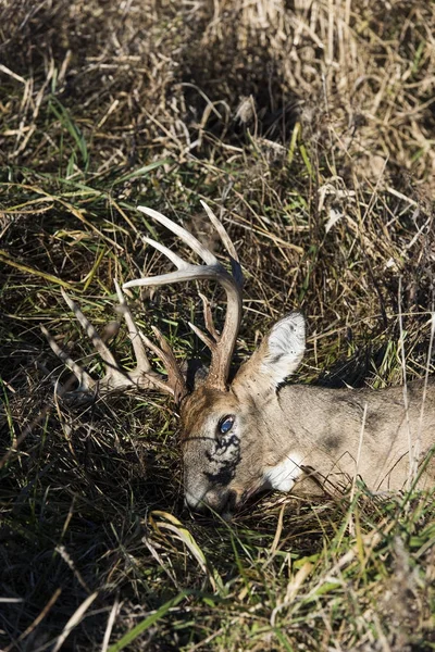 Bir Kupa Whitetail Buck Iowa Hasat — Stok fotoğraf