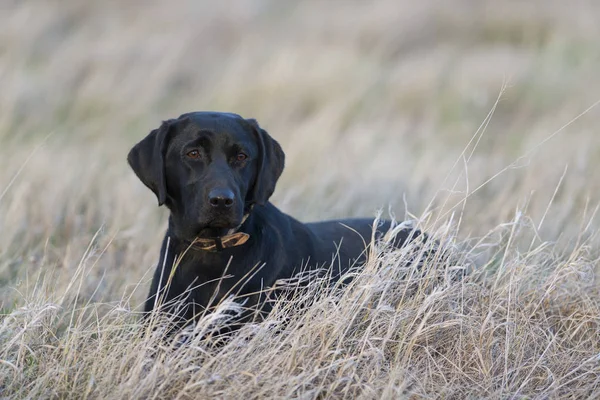 Çim döşeme siyah Labrador Retreiver av köpeği