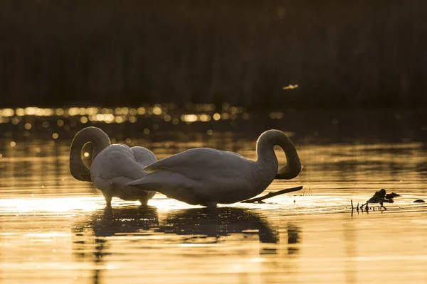 Par Cisnes Trompetistas Humedal Minnesota — Foto de Stock