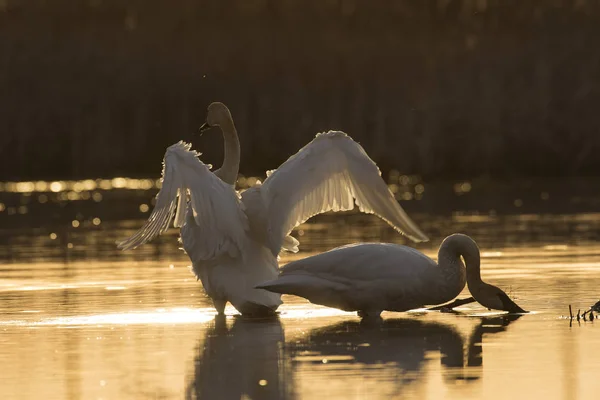 Par Cisnes Trompetistas Humedal Minnesota — Foto de Stock