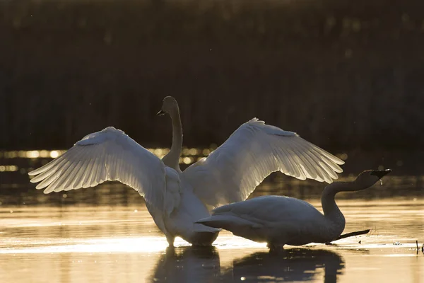 Par Cisnes Trompetistas Humedal Minnesota — Foto de Stock