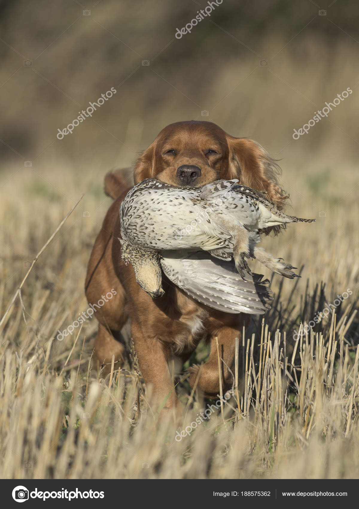 English Cocker Spaniel Sharptailed Grouse North Dakota — Stock
