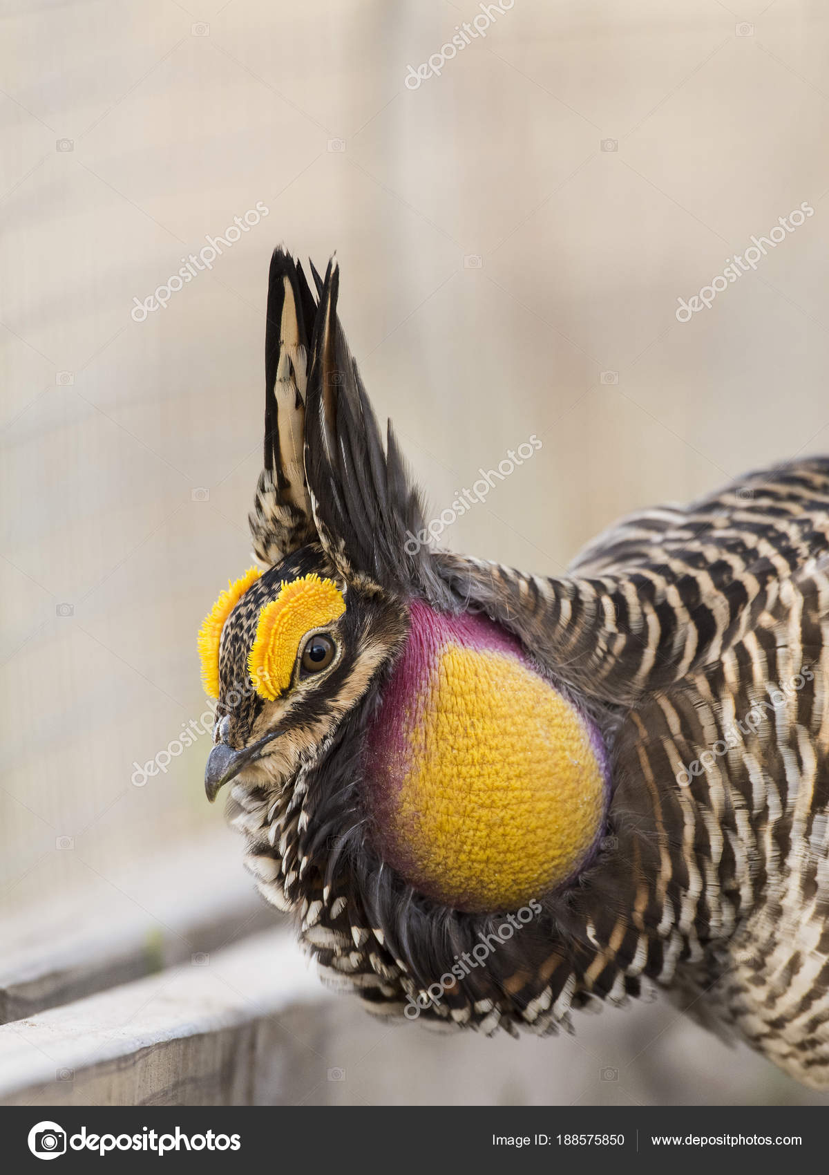 プレーリープレーリー鶏 Fotos De Stock Imagenes De プレーリープレーリー鶏 Sin Royalties Depositphotos