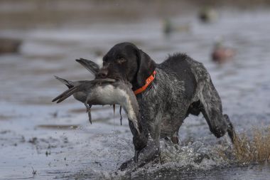 Bir ördek ile Alman Wirehaired bir av köpeği