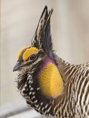 A Booming Greater Prairie Chicken in the spring clipart