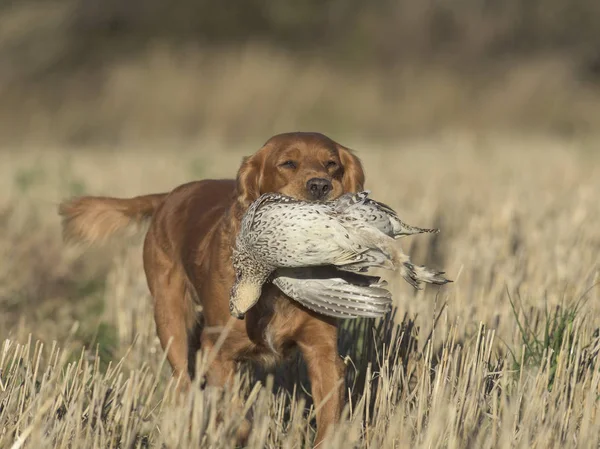 English Cocker Spaniel Sharptailed Grouse North Dakota — Stock Photo, Image