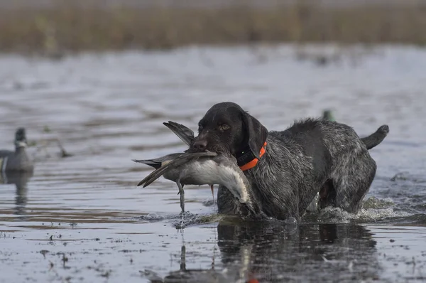 Γερμανικά Wirehaired Κυνηγετικό Σκυλί Μια Πάπια — Φωτογραφία Αρχείου