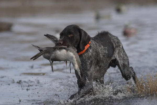 German Wirehaired Hunting Dog Duck — Stock Photo, Image