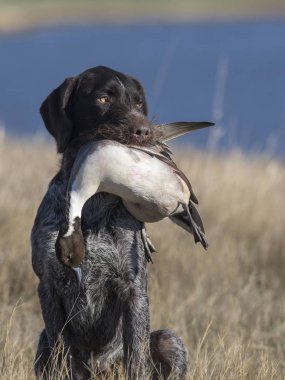 A duck hunting dog with a drake Pintail clipart