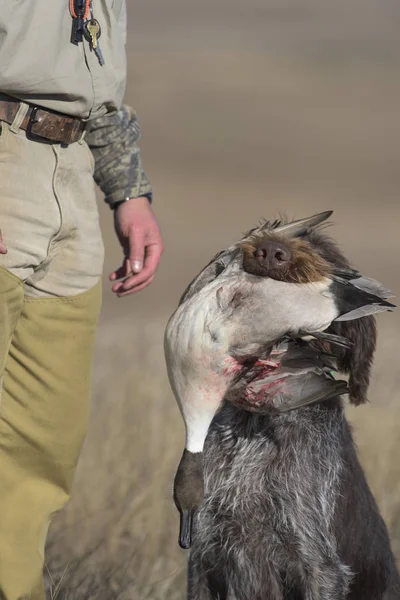 Perro Caza Pato Con Dragón Pintail —  Fotos de Stock