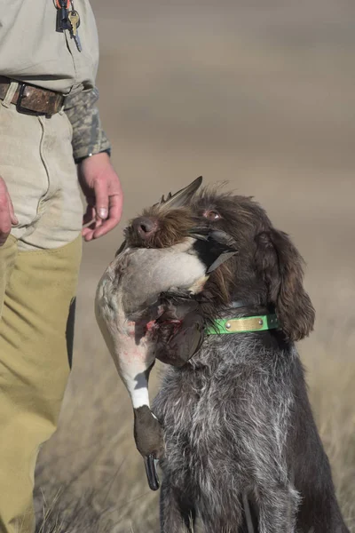 Duck Hunting Dog Drake Pintail — Stock Photo, Image