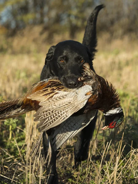 Labrador Noir Récupérateur Avec Coq Faisan — Photo