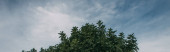 panoramatický záběr zelených listů na větvích proti modré obloze 