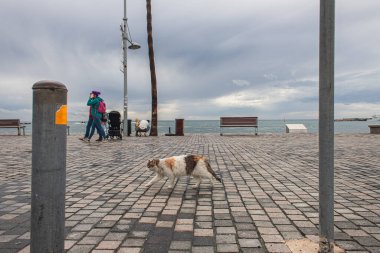 PAPHOS, CYPRUS - 31 Mart 2020: İnsanlar ve deniz kıyısında yürüyen sevimli kedi 