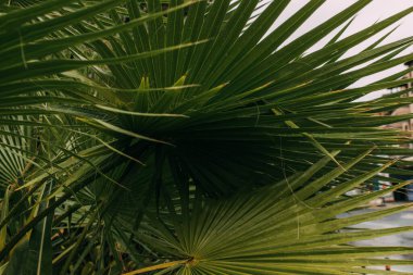 Yaz mevsiminde tropik ve yeşil palmiye yaprakları