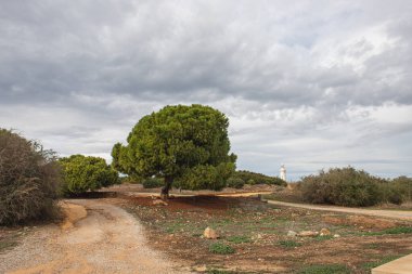 Yeşil ağaçların yanındaki patika ve paphos 'taki antik deniz feneri.