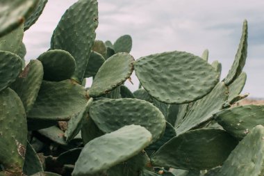 selective focus of green cactus with spikes on leaves against sky clipart