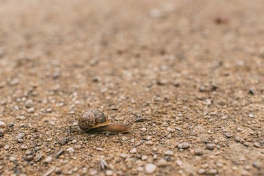 selective focus of snail crawling on ground outside  clipart