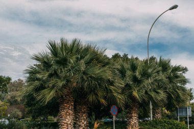 Yol işaretinin yanındaki yeşil palmiye ağaçları bulutlu mavi gökyüzüne karşı 