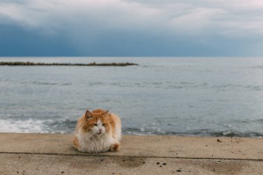 Akdeniz kıyısında yerde yatan sevimli kedi.