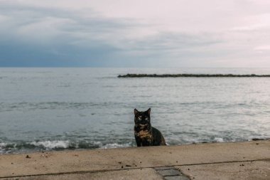 Akdeniz kıyısında yerde oturan sevimli kedi.