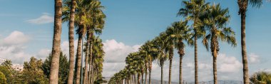 Mavi gökyüzüne karşı yeşil palmiye ağaçları olan gezinti yolunun panoramik çekimi