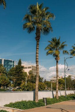 Şehirdeki binaların yakınındaki yeşil palmiye ağaçlarında güneş ışığı 