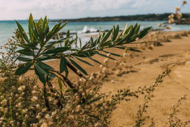 selective focus of green leaves on plants near mediterranean sea clipart