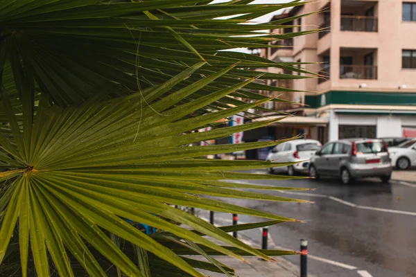 Selective Focus Green Fresh Leaves Building — Stock Photo, Image