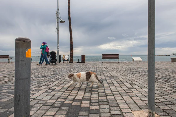 Paphos Cyprus Mart 2020 Nsanlar Deniz Kıyısında Yürüyen Sevimli Kedi — Stok fotoğraf