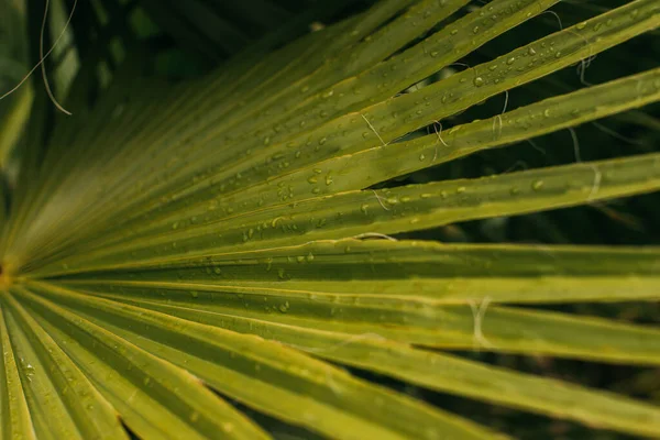 Gros Plan Feuille Palmier Humide Verte — Photo