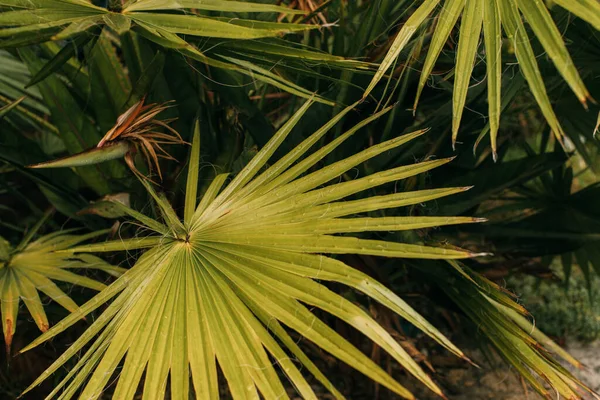 top view of tropical and green palm leaves