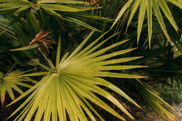 top view of tropical and green palm leaves 