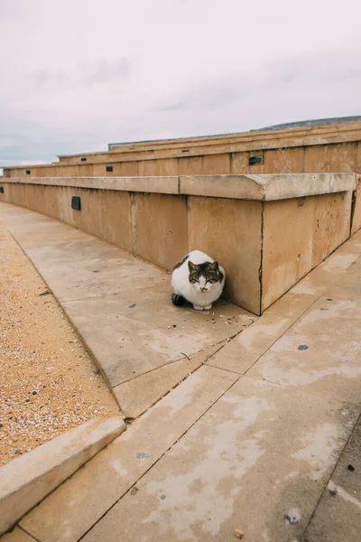 Lindo Esponjoso Gato Cerca Viejo Edificio —  Fotos de Stock