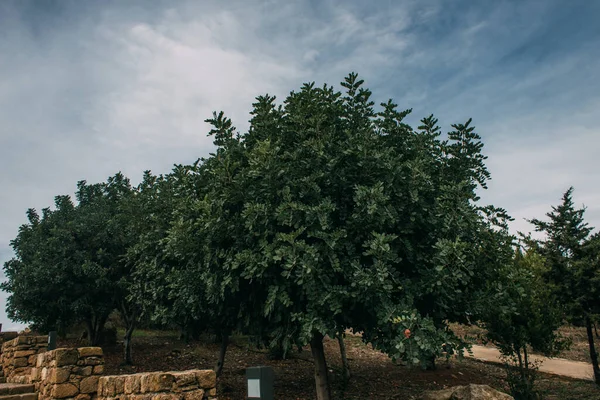 green and fresh leaves on trees against blue sky and clouds 