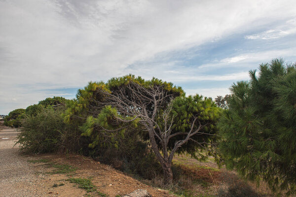 trees with fresh leaves against sky and clouds 