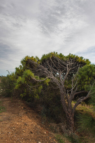 tree with fresh leaves against sky and clouds 