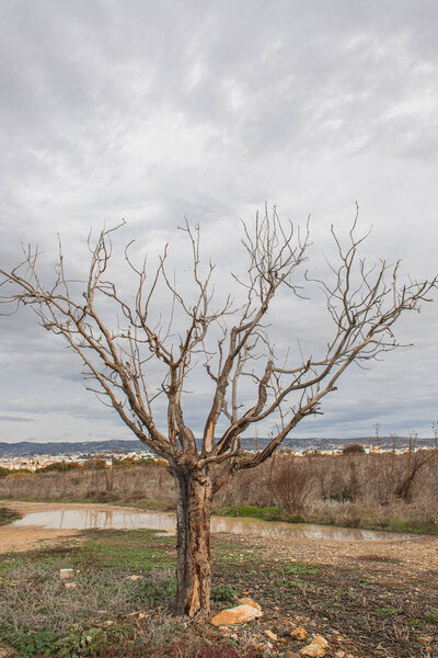 branches on trees near green grass against sky with clouds 