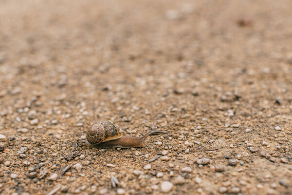 selective focus of snail crawling on ground outside 