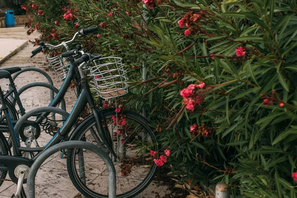 Επιλεκτική Εστίαση Του Ποδηλάτου Κοντά Ανθισμένα Λουλούδια — Φωτογραφία Αρχείου