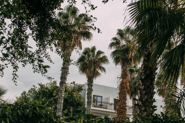 Zielone Palmy Pobliżu Nowoczesnego Domu Przed Zachmurzone Niebo — Zdjęcie stockowe