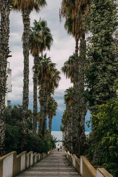 Back View Two People Walking Promenade Alley Green Palm Trees — Stock Photo, Image