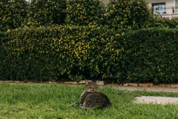 Selektivt Fokus Söt Katt Ligger Grönt Gräs — Stockfoto