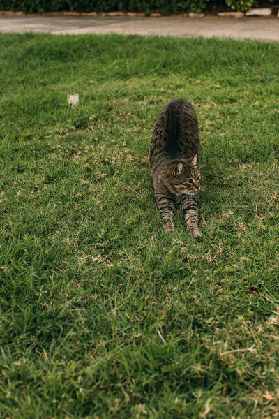 cute cat stretching on green grass outside 