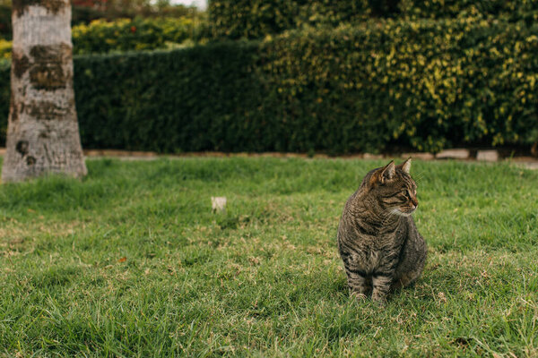 selective focus of cute cat sitting on green grass 